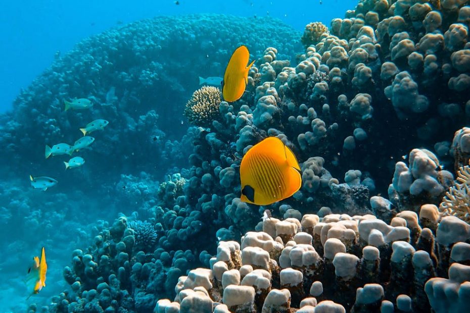 photo of sea animals near coral reefs