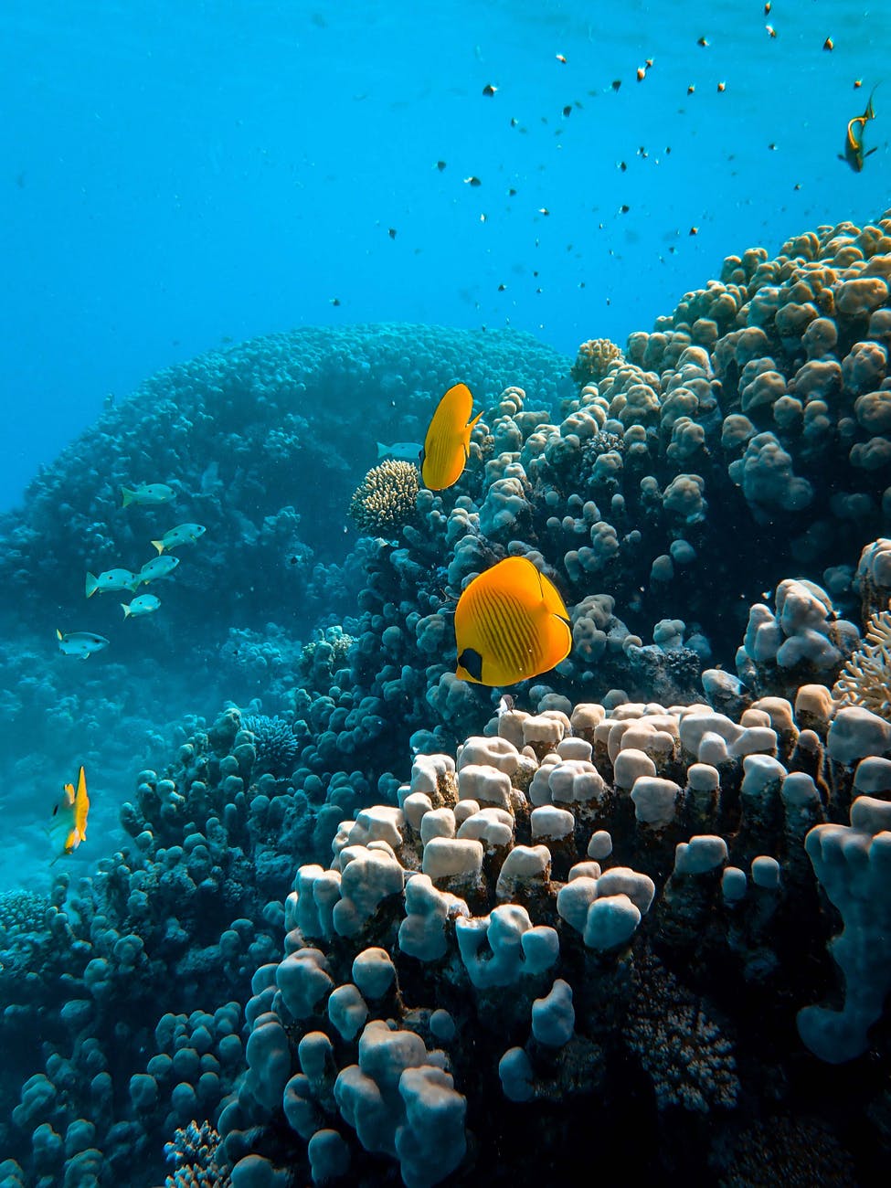 photo of sea animals near coral reefs